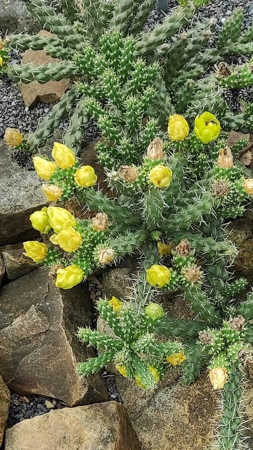 Cylindropuntia whipplei habit