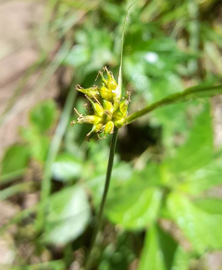 Carex fossa — houseplant care guide