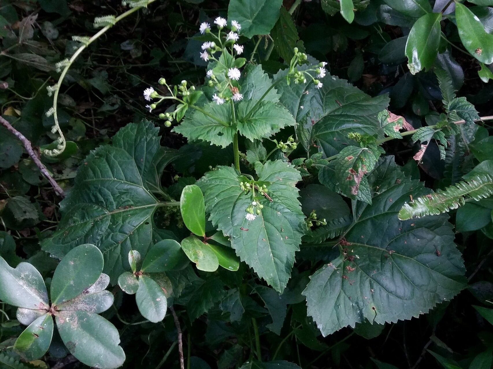 Adenostemma brasilianum habit