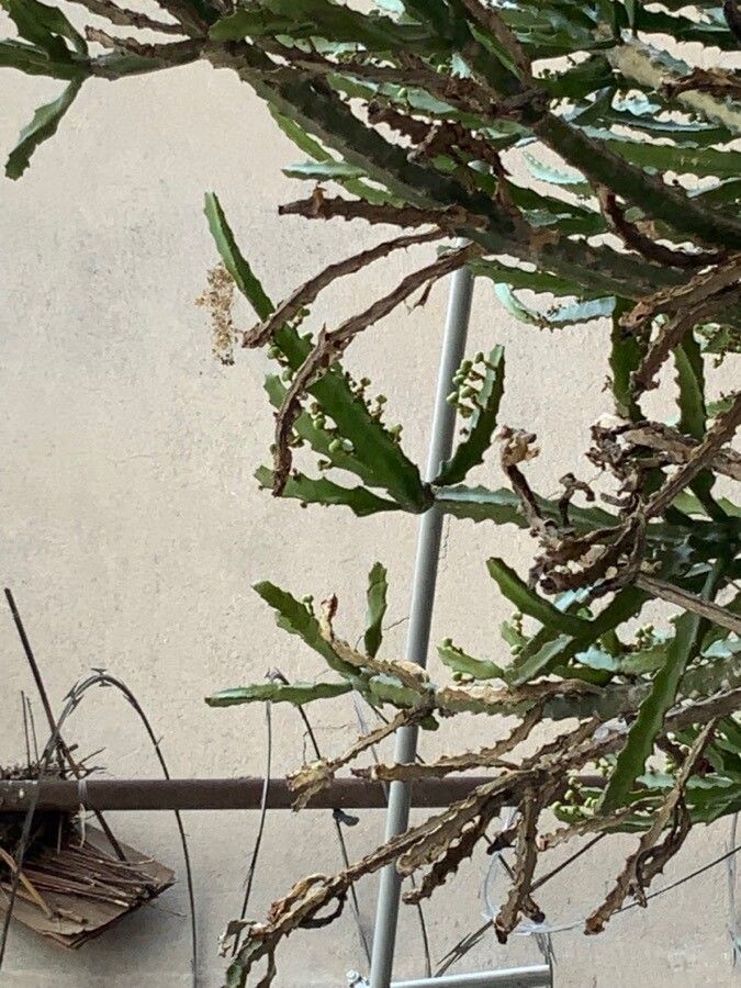 Euphorbia grandidens flower