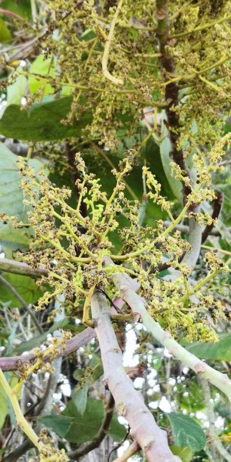 Mallotus barbatus flower
