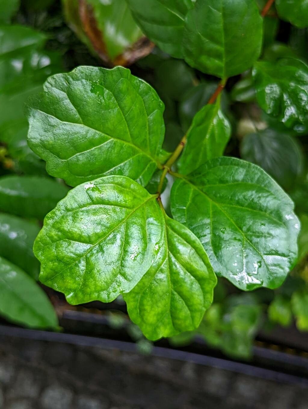 Buddleja indica — search result for 'Buddleja'