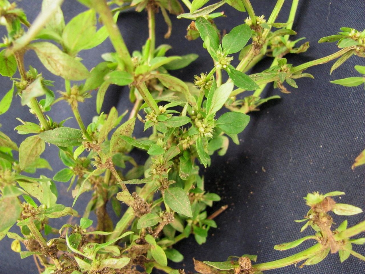 Spermacoce ovalifolia other