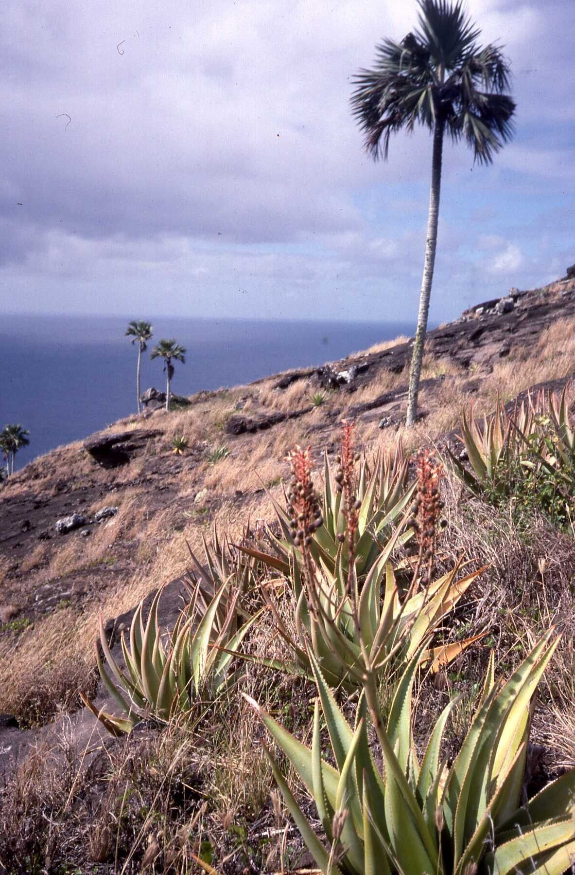 Aloe tormentorii habit