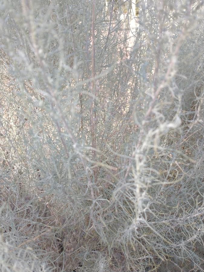 Artemisia filifolia leaf