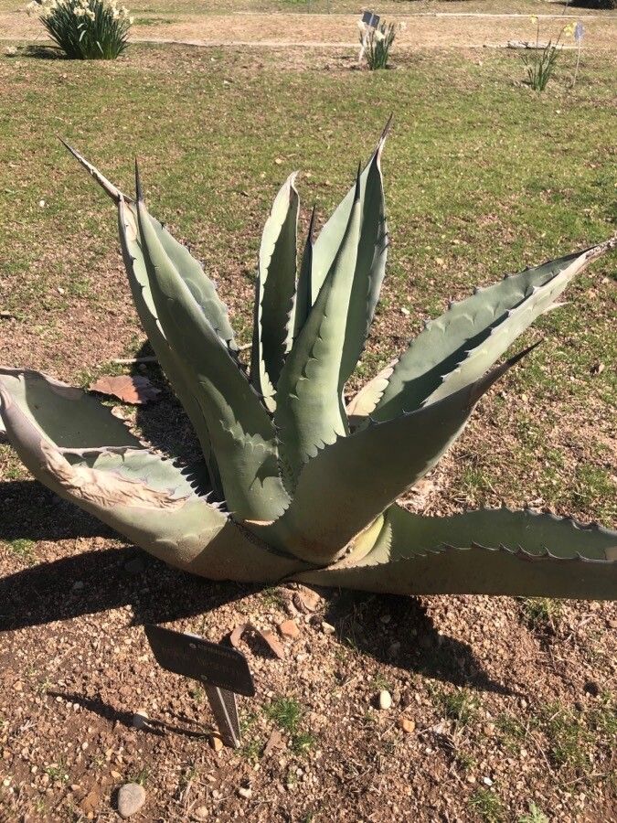 Agave deserti — search result for 'Agave'
