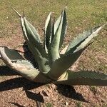 Agave deserti