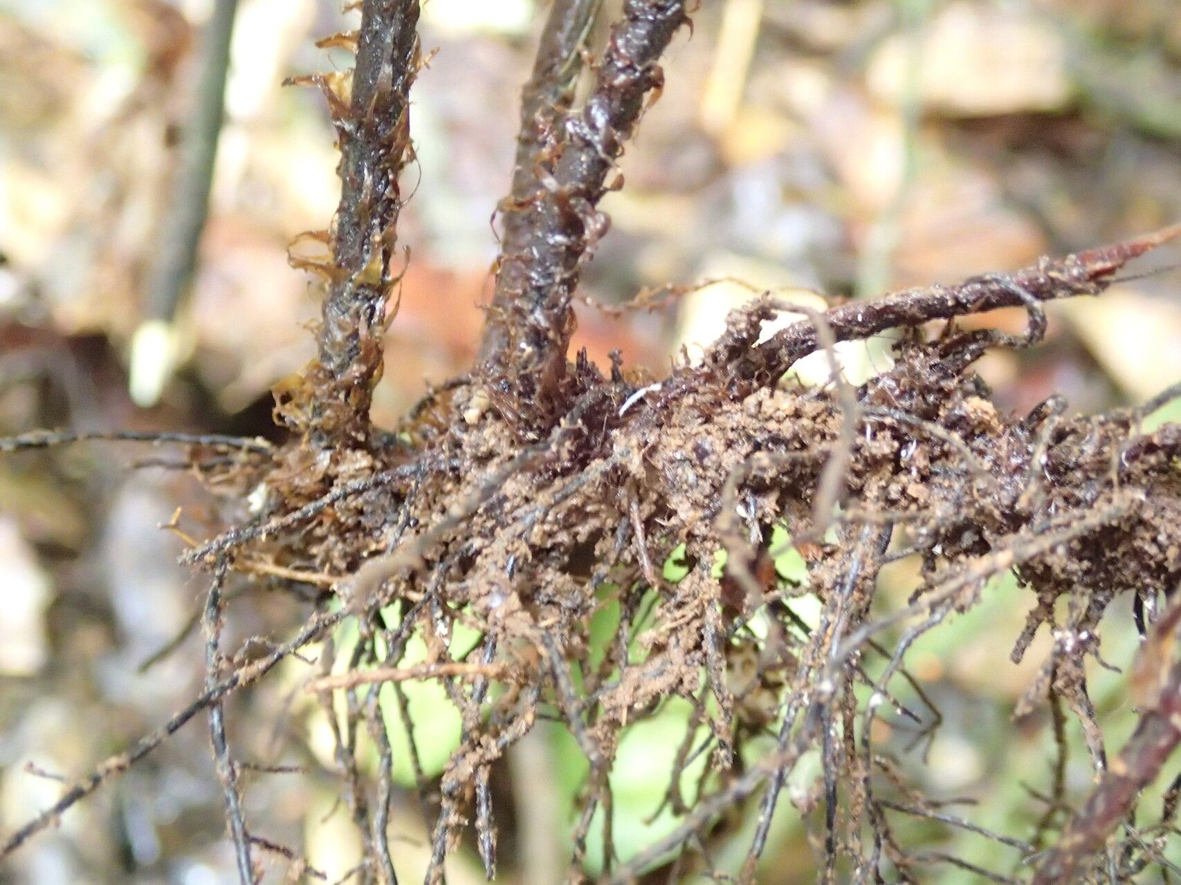 Triplophyllum buchholzii other