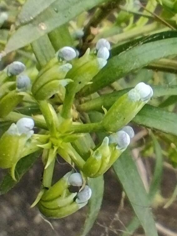 Podocarpus spinulosus fruit