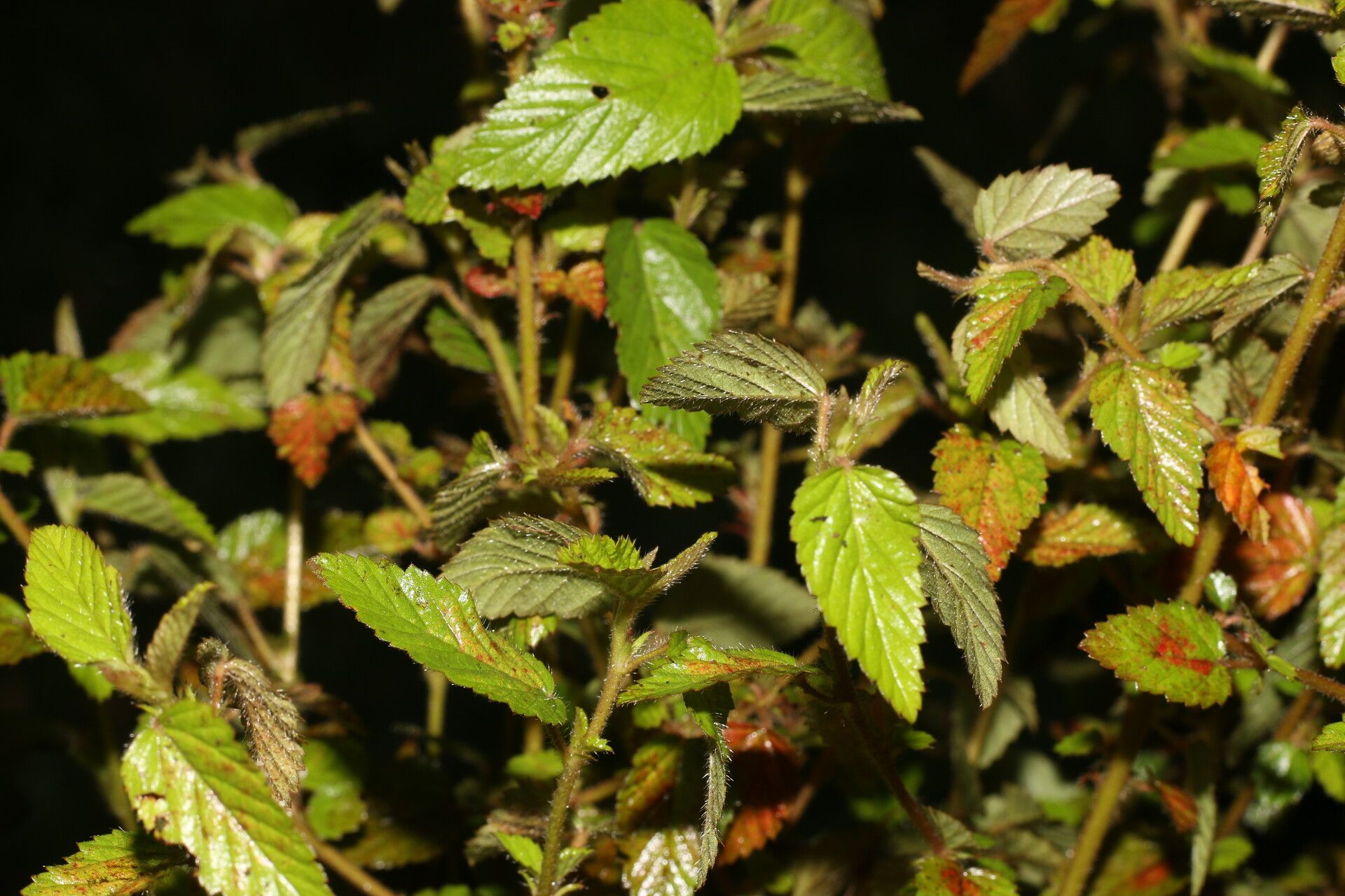 Melochia melissifolia habit