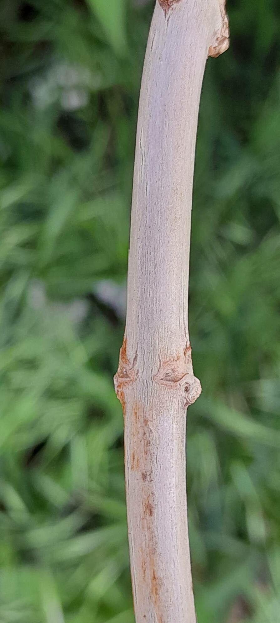 Deutzia × magnifica bark