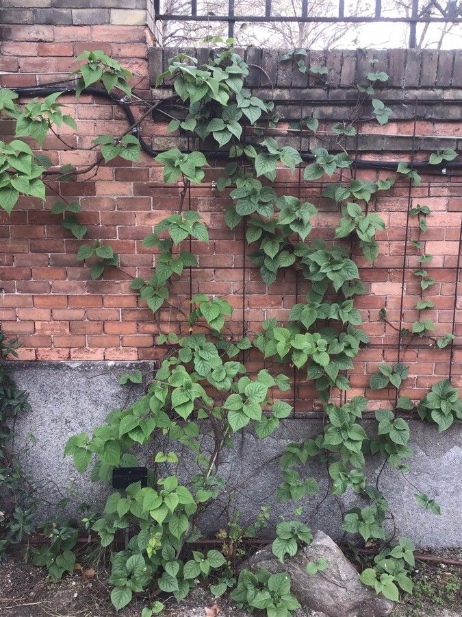 Schizophragma hydrangeoides leaf