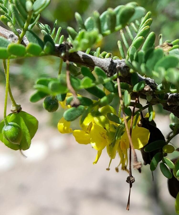 Bulnesia schickendantzii flower