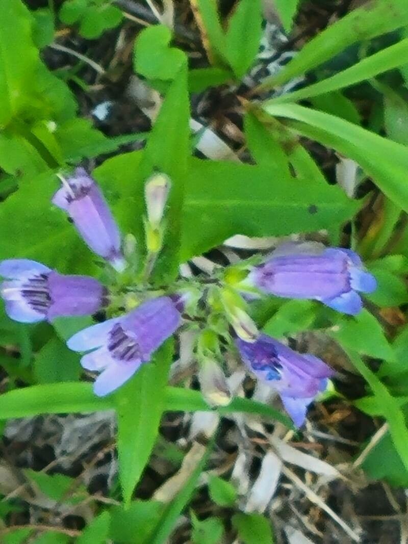 Penstemon whippleanus flower