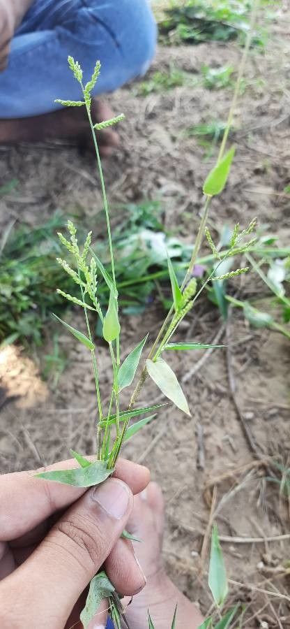 Panicum stoloniferum flower