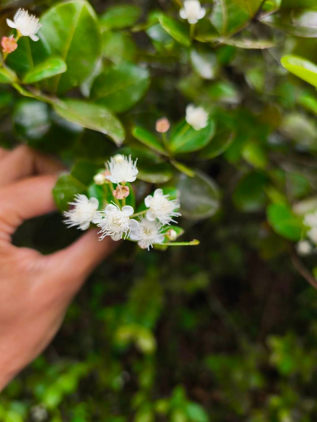 Myrcia guianensis flower