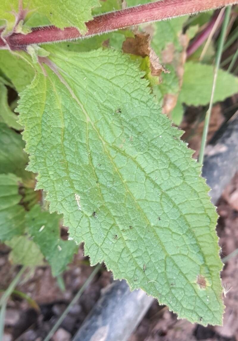 Calceolaria plectranthifolia leaf