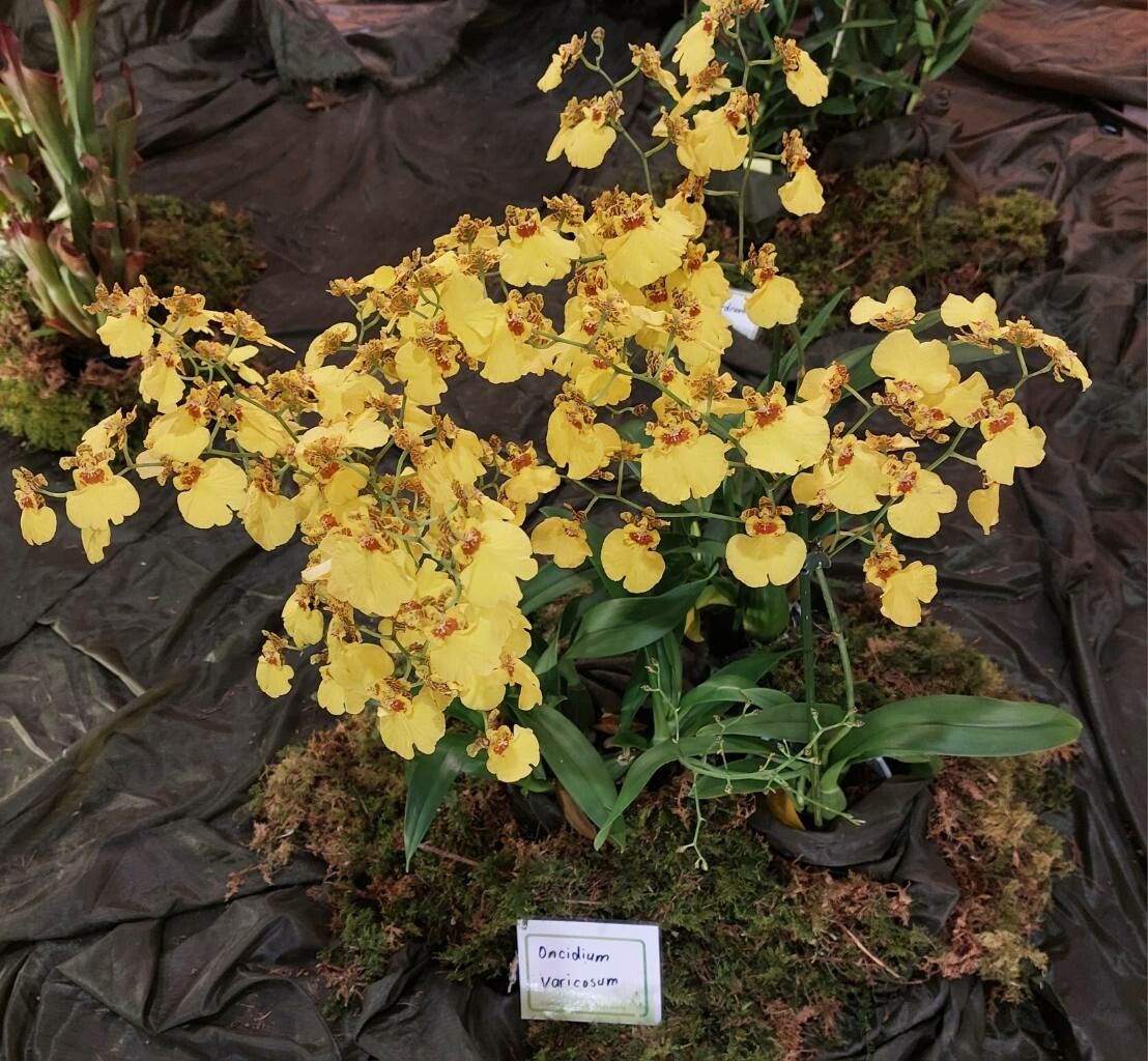 Gomesa varicosa habit