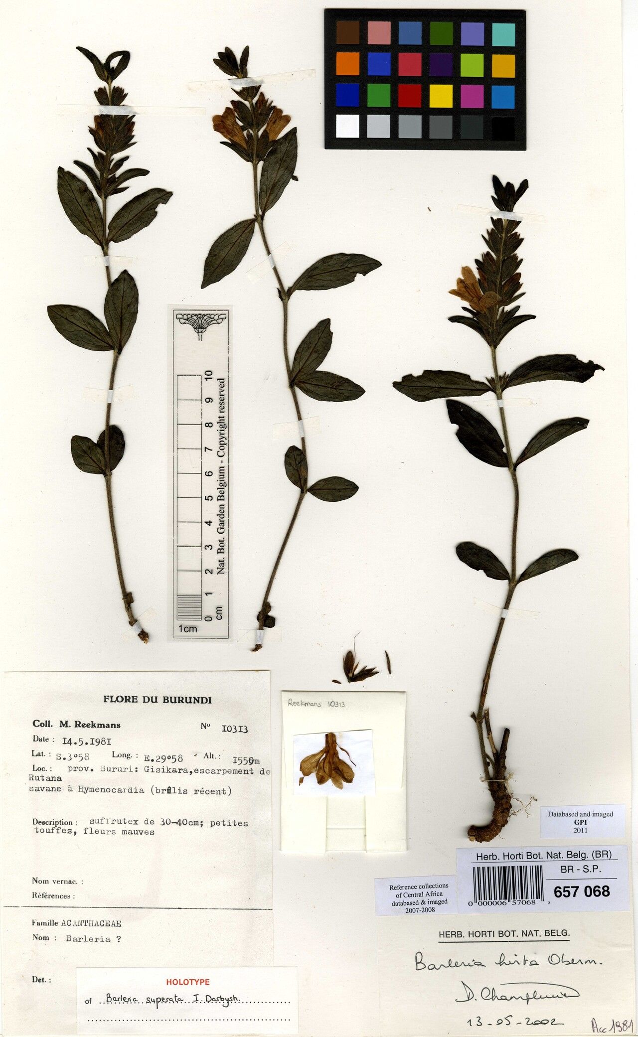 Barleria superata — houseplant care guide