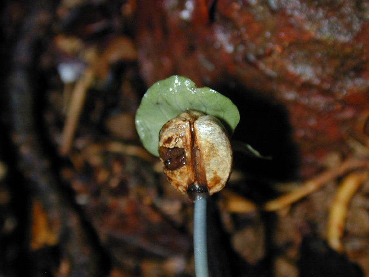 Palicourea beachiana fruit