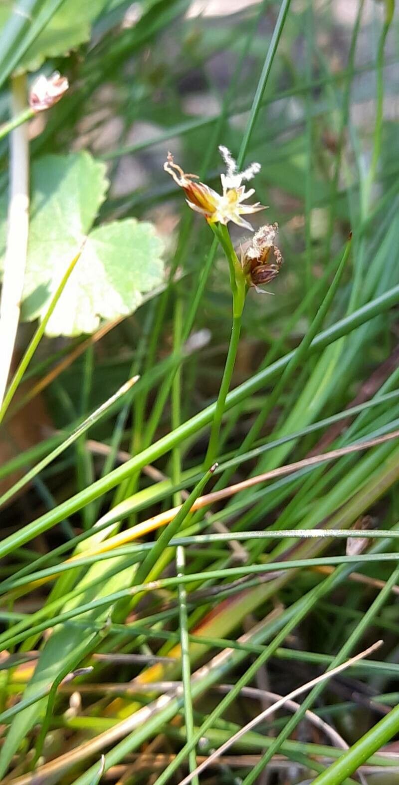 Juncus scheuchzerioides habit