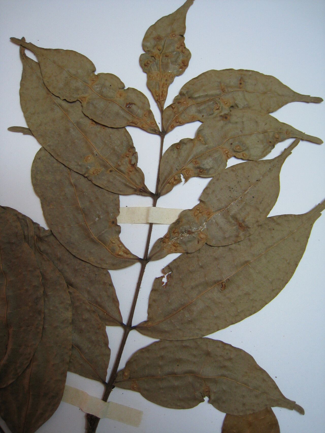 Protium pilosum — houseplant care guide