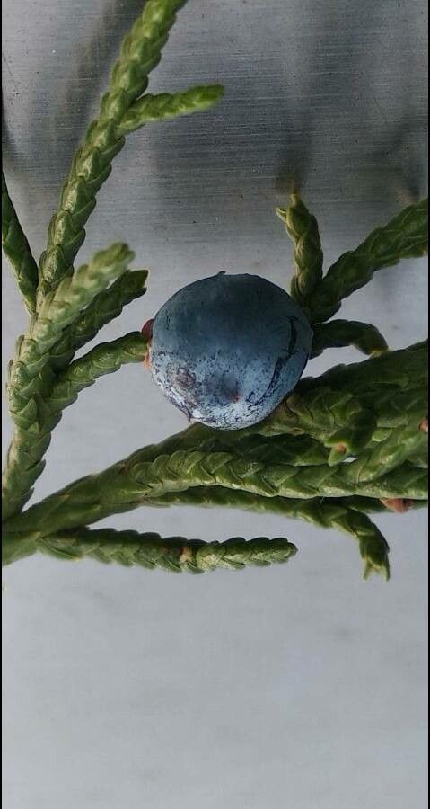 Juniperus californica fruit