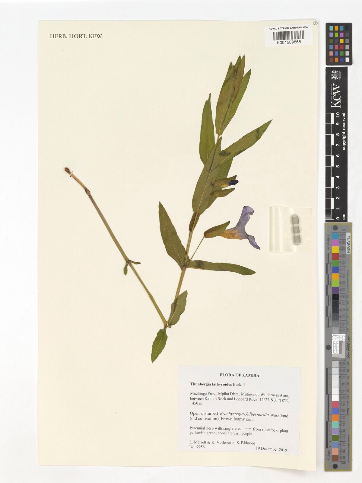 Thunbergia lathyroides — search result for 'Thunbergia'