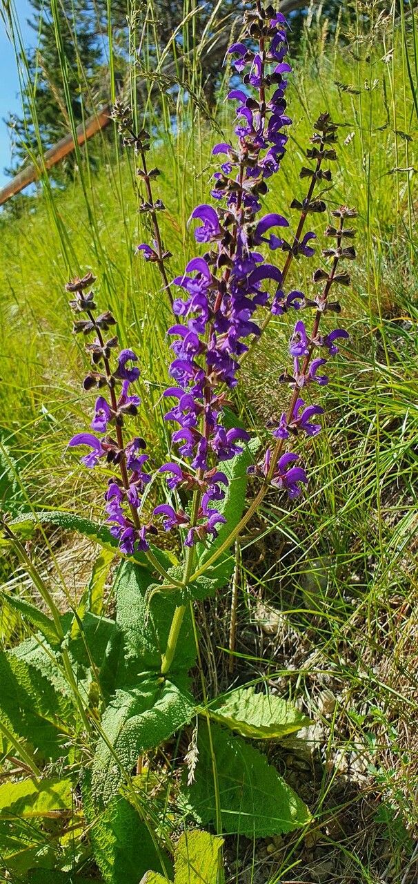 Salvia virgata flower