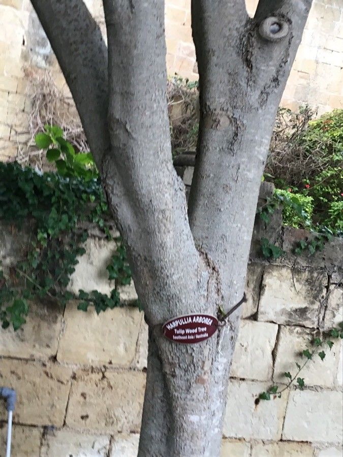 Harpullia arborea bark