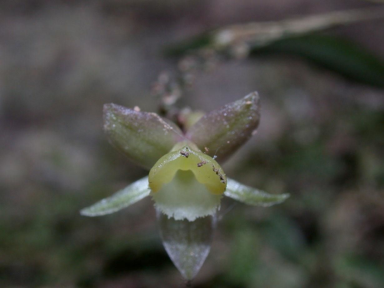 Epidendrum physodes flower