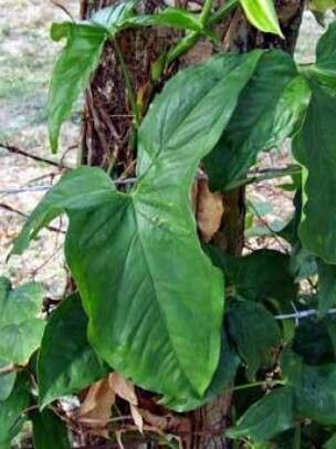 Anthurium subsignatum — search result for 'Anthurium'