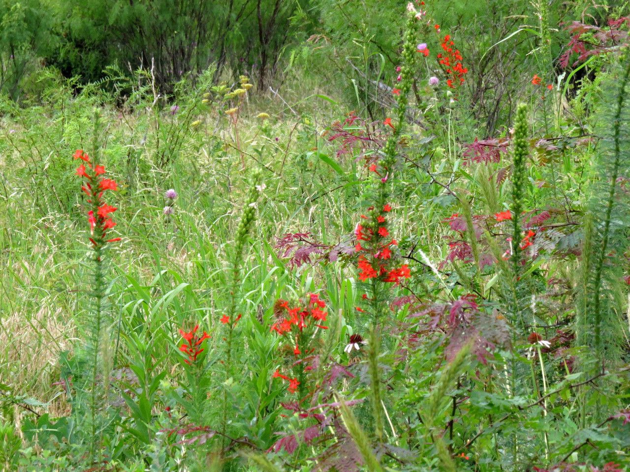 Ipomopsis rubra habit