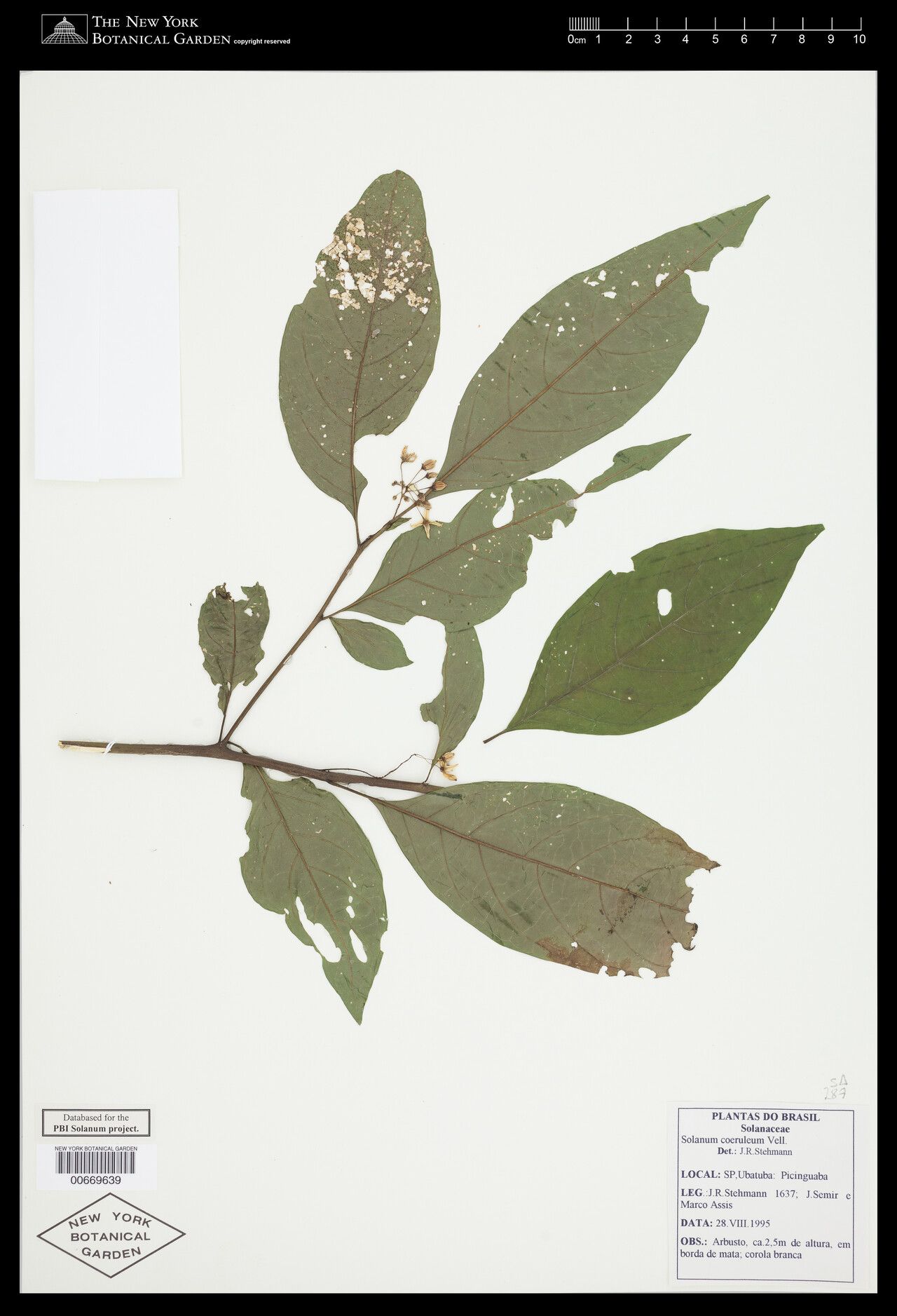 Solanum intermedium — houseplant care guide