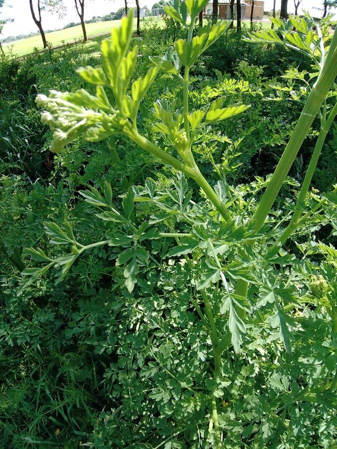 Pleurospermum austriacum — related species from the same genus