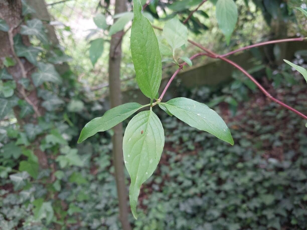 Cornus obliqua — search result for 'Cornaceae'