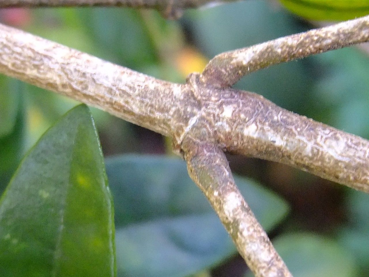 Justicia floribunda bark