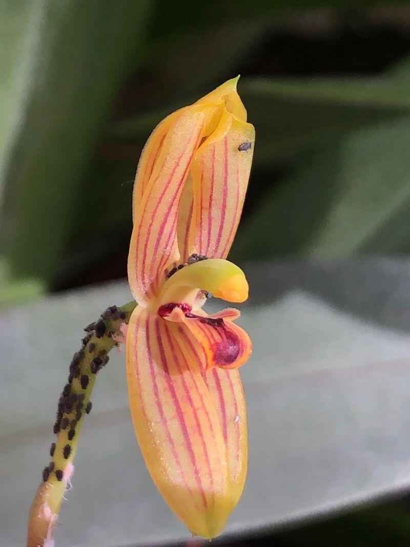 Mormolyca ringens flower
