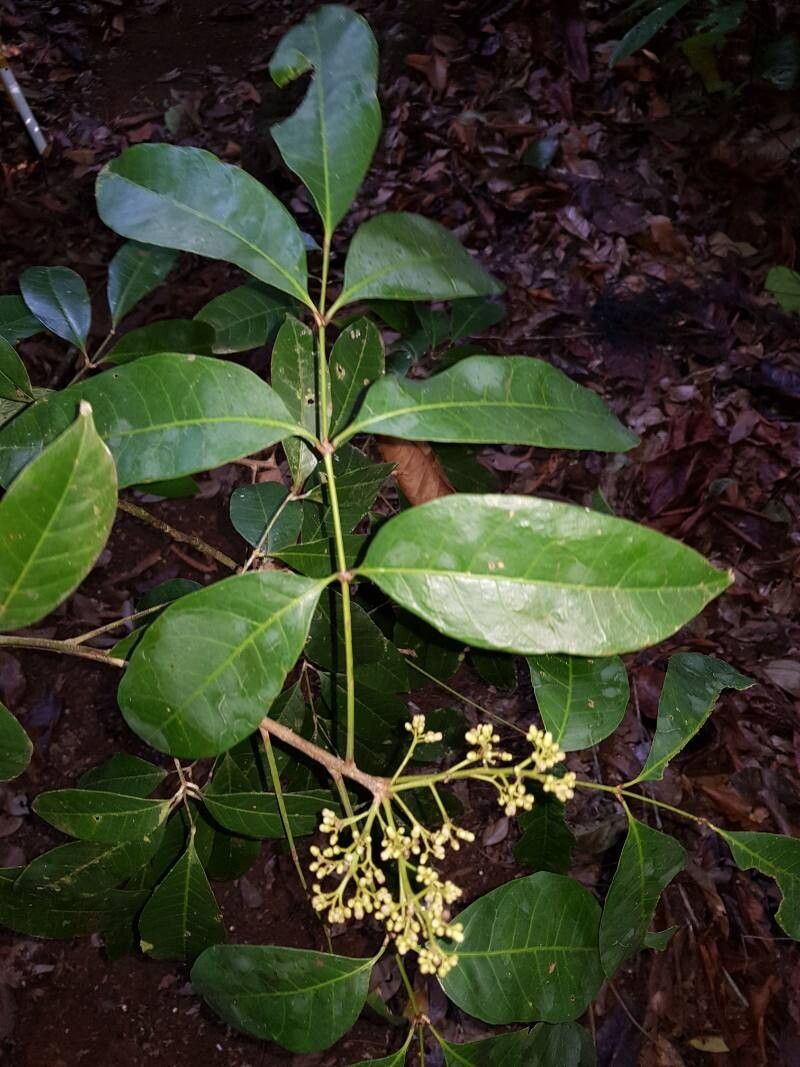 Protium stevensonii — houseplant care guide