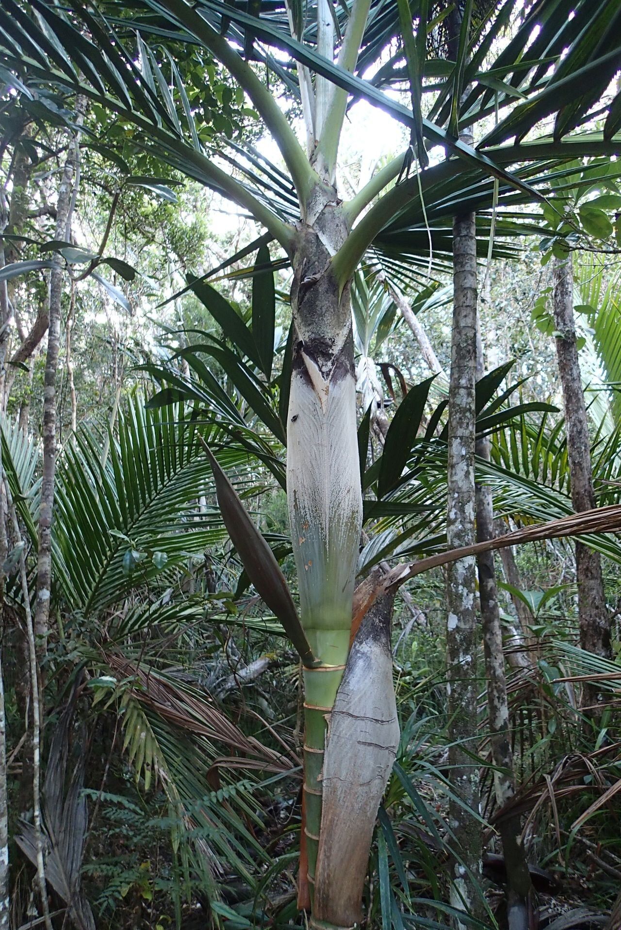 Cyphophoenix fulcita bark