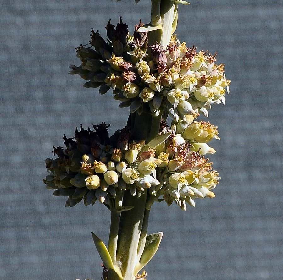 Salvia apiana flower
