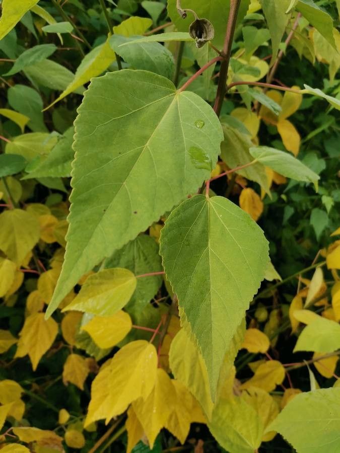 Hibiscus lasiocarpos leaf
