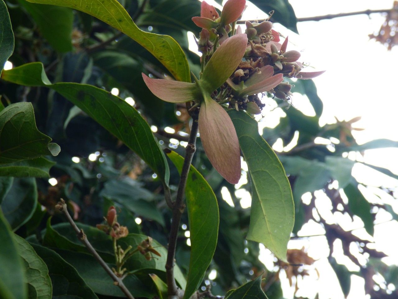 Hiptage benghalensis fruit