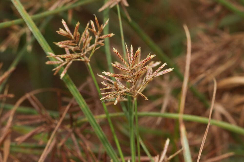 Cyperus ferrugineoviridis — houseplant care guide