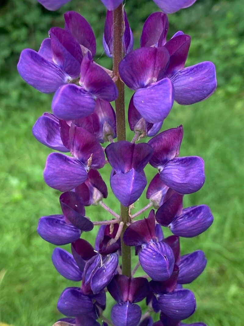 Lupinus × regalis flower