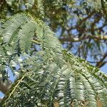 Albizia julibrissin