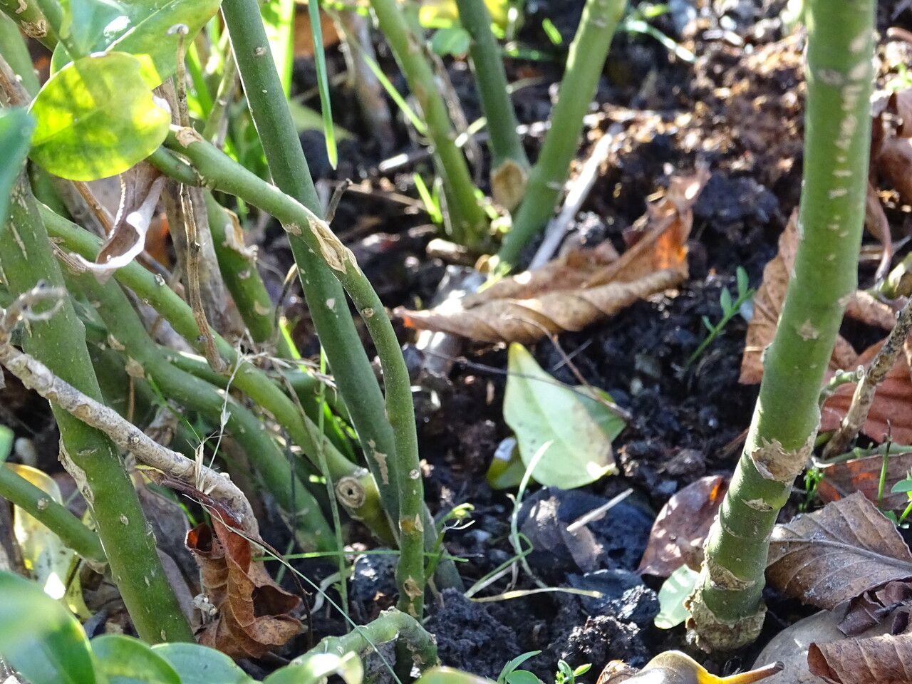 Sarcococca hookeriana bark