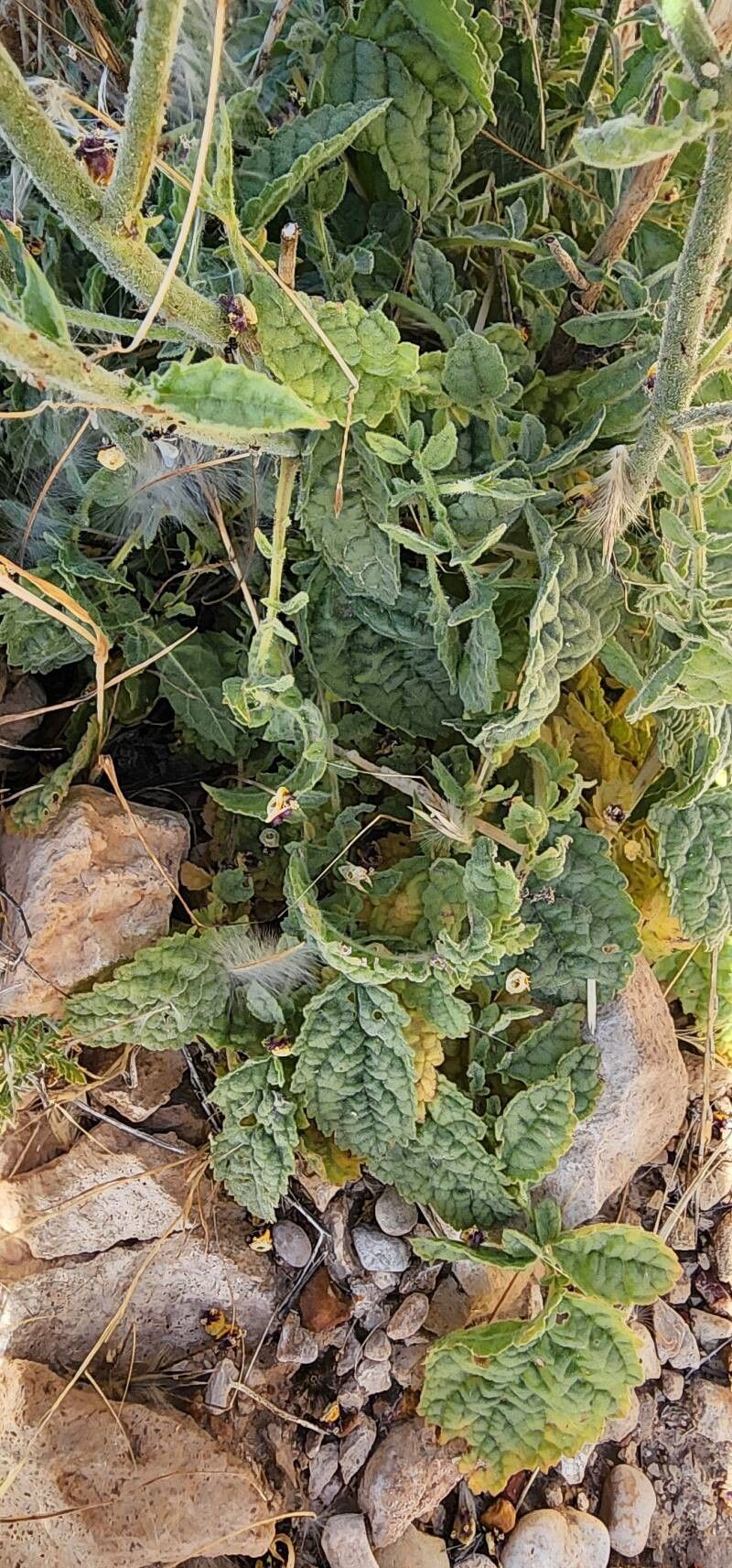 Verbascum farsistanicum leaf