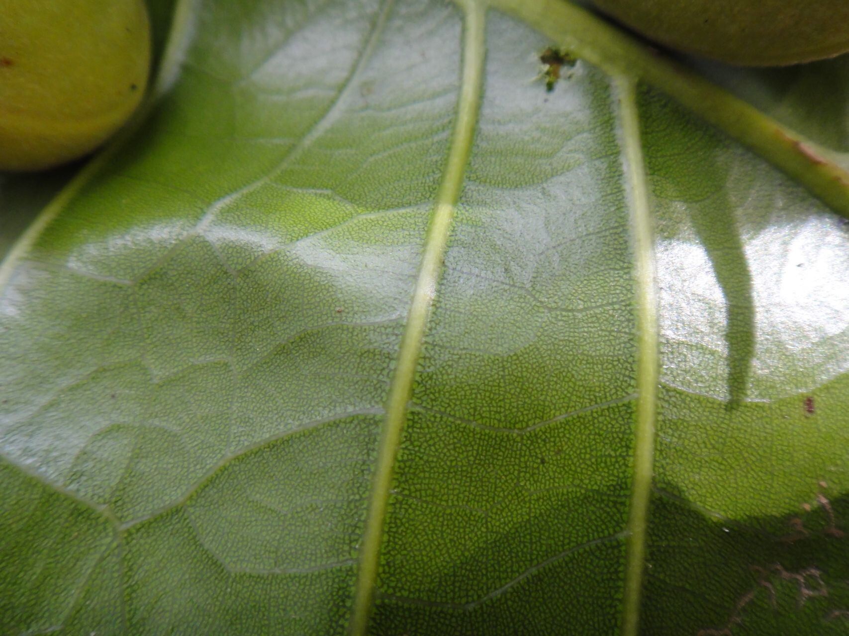 Sloanea raynaliana leaf