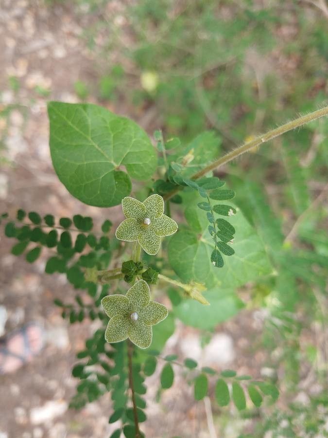 Matelea reticulata flower
